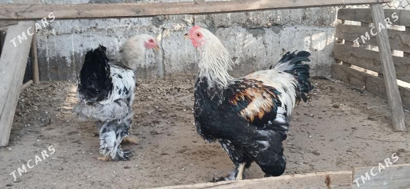 Brama Horaz - Херрикгала - img 3