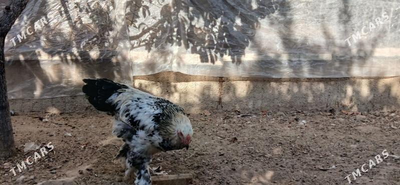 Brama Horaz - Херрикгала - img 5