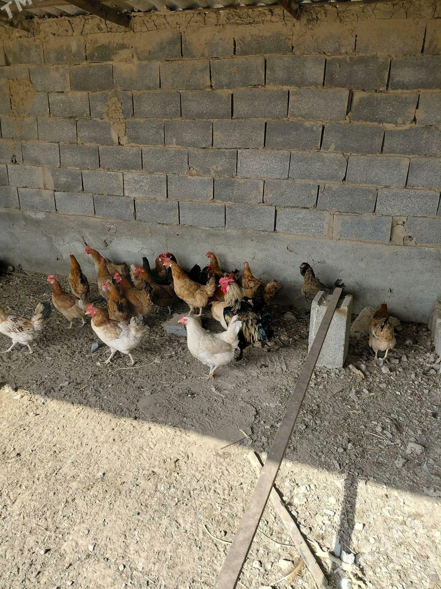 towuk - Aşgabat - img 1