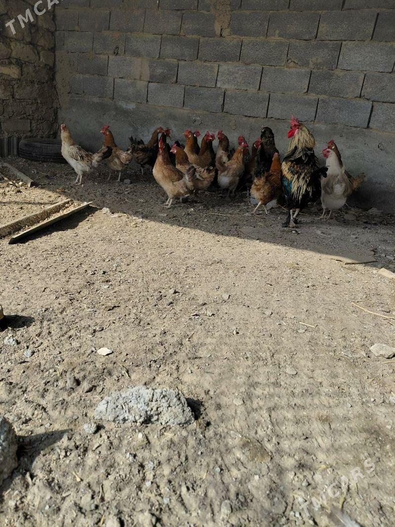 towuk - Aşgabat - img 3