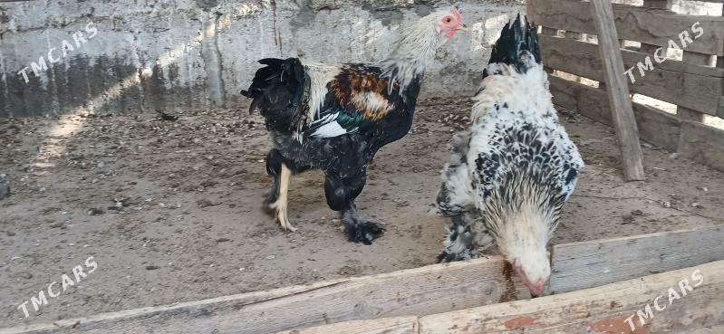 Brama Horaz - Херрикгала - img 1