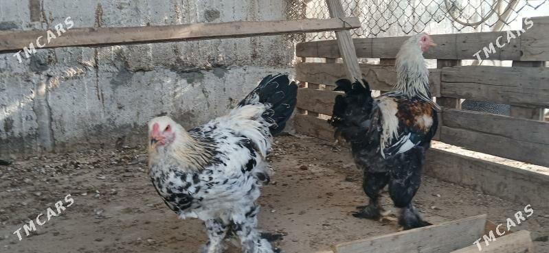 Brama Horaz - Херрикгала - img 7