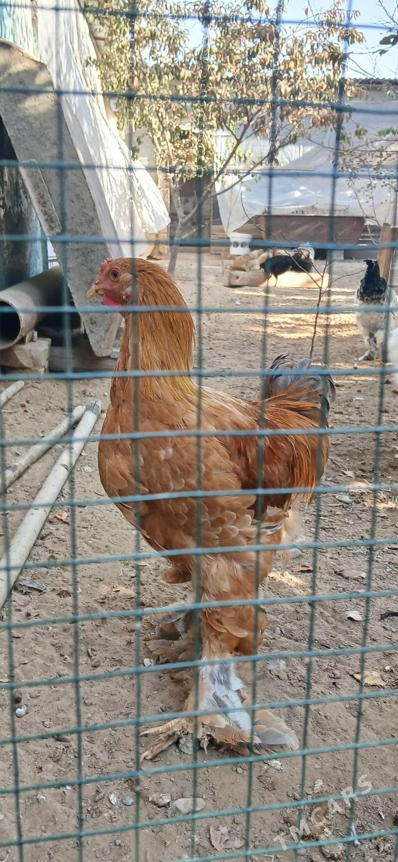 Brama Horaz - Херрикгала - img 6