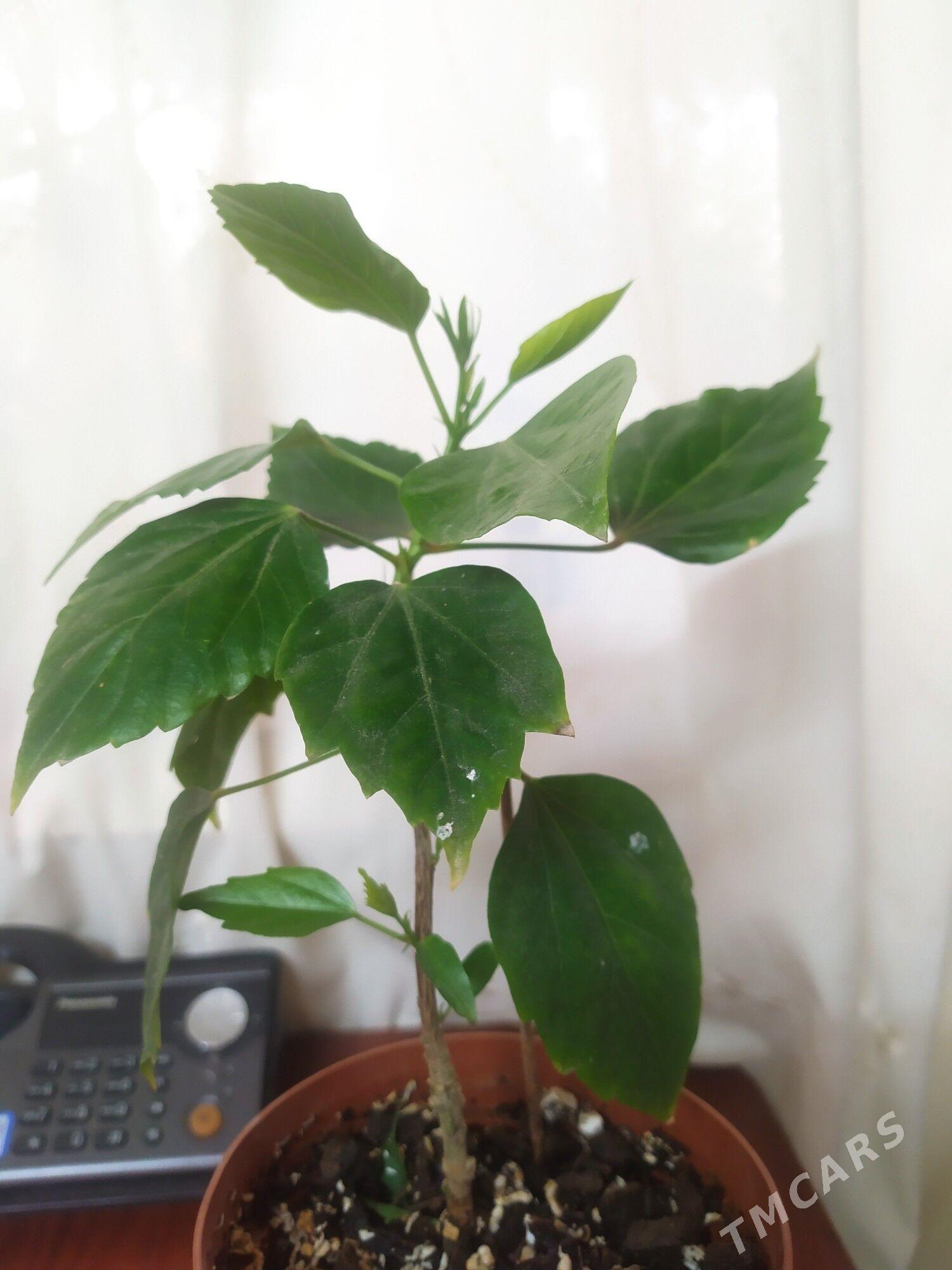 гибискус - Türkmenbaşy - img 3