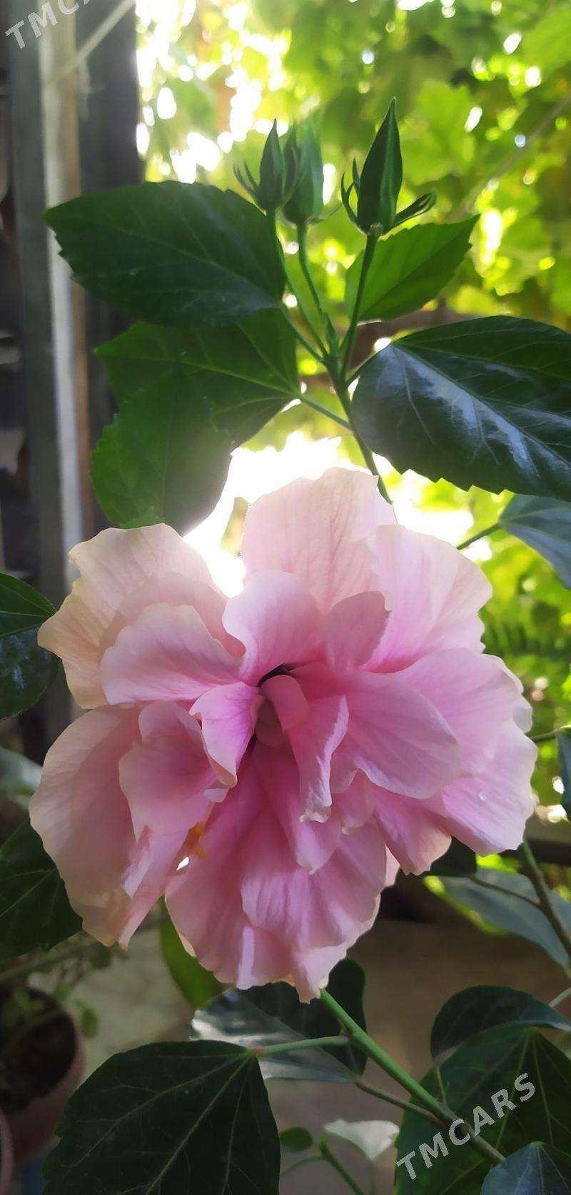 гибискус - Türkmenbaşy - img 1