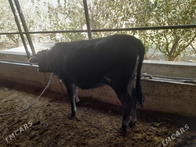 Tüwe - Babadaýhan - img 1