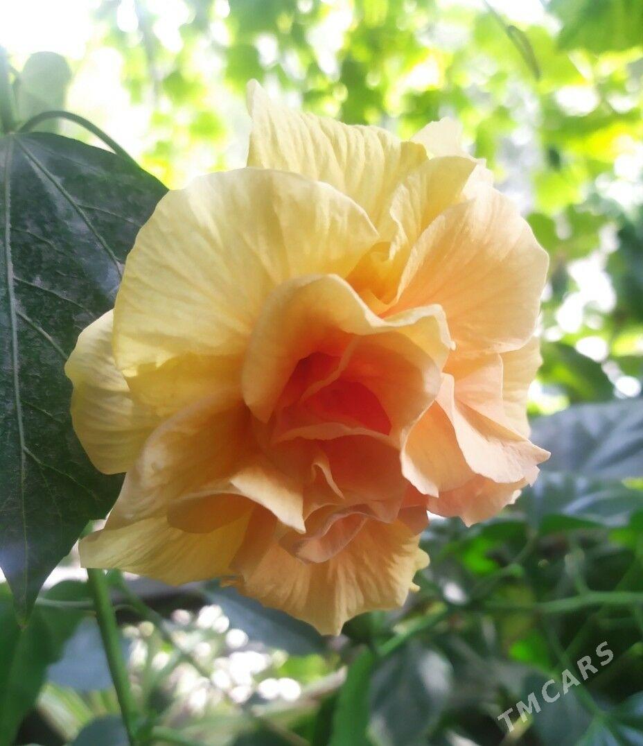 гибискус - Türkmenbaşy - img 2