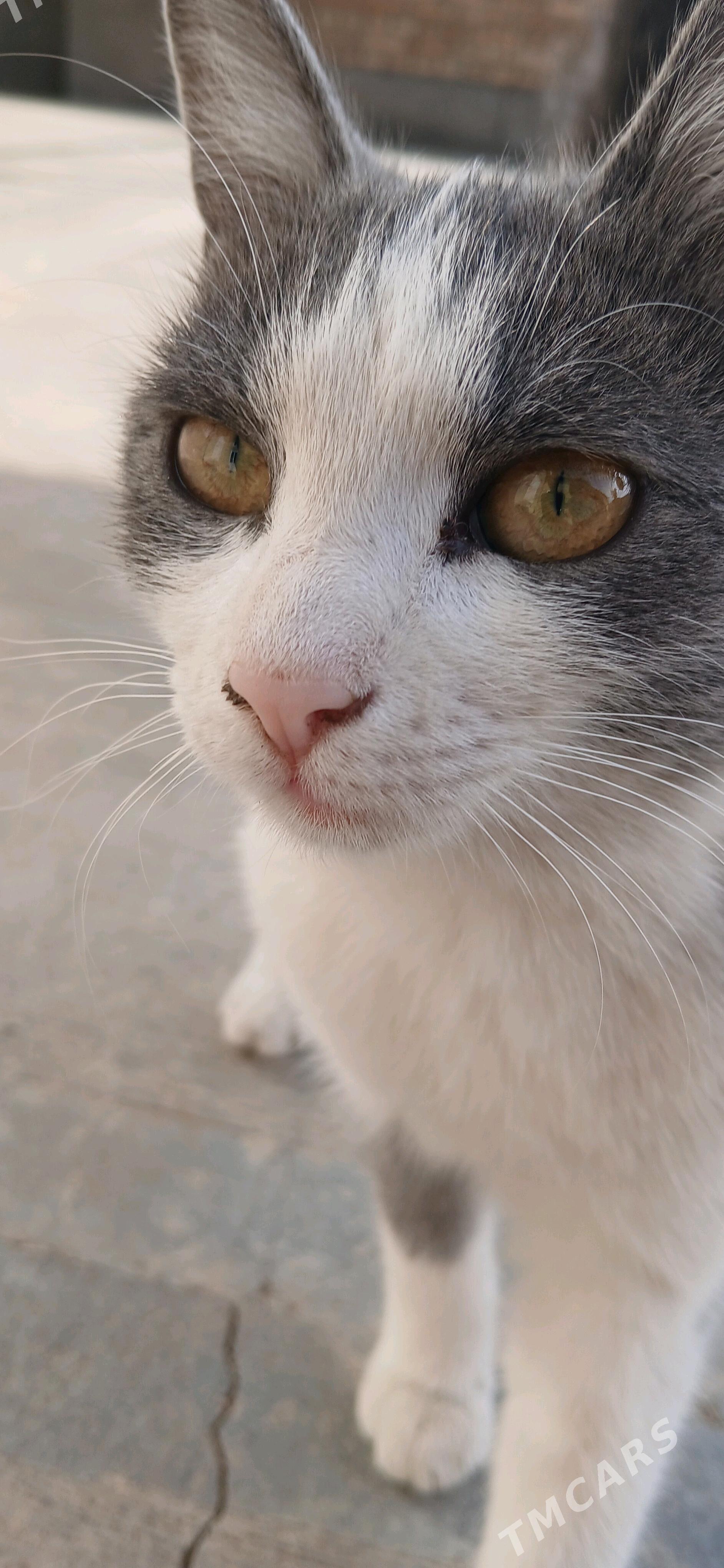 кошка  pişik - Türkmenabat - img 2