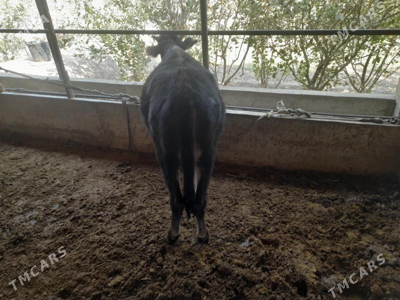 Tüwe - Бабадайхан - img 2