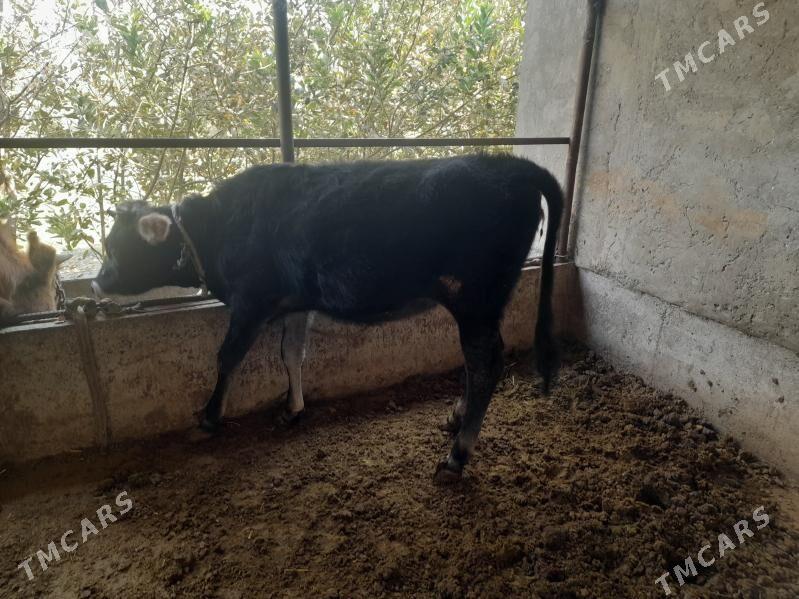 Tüwe - Бабадайхан - img 4