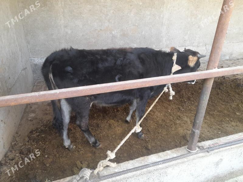 Tüwe - Бабадайхан - img 3