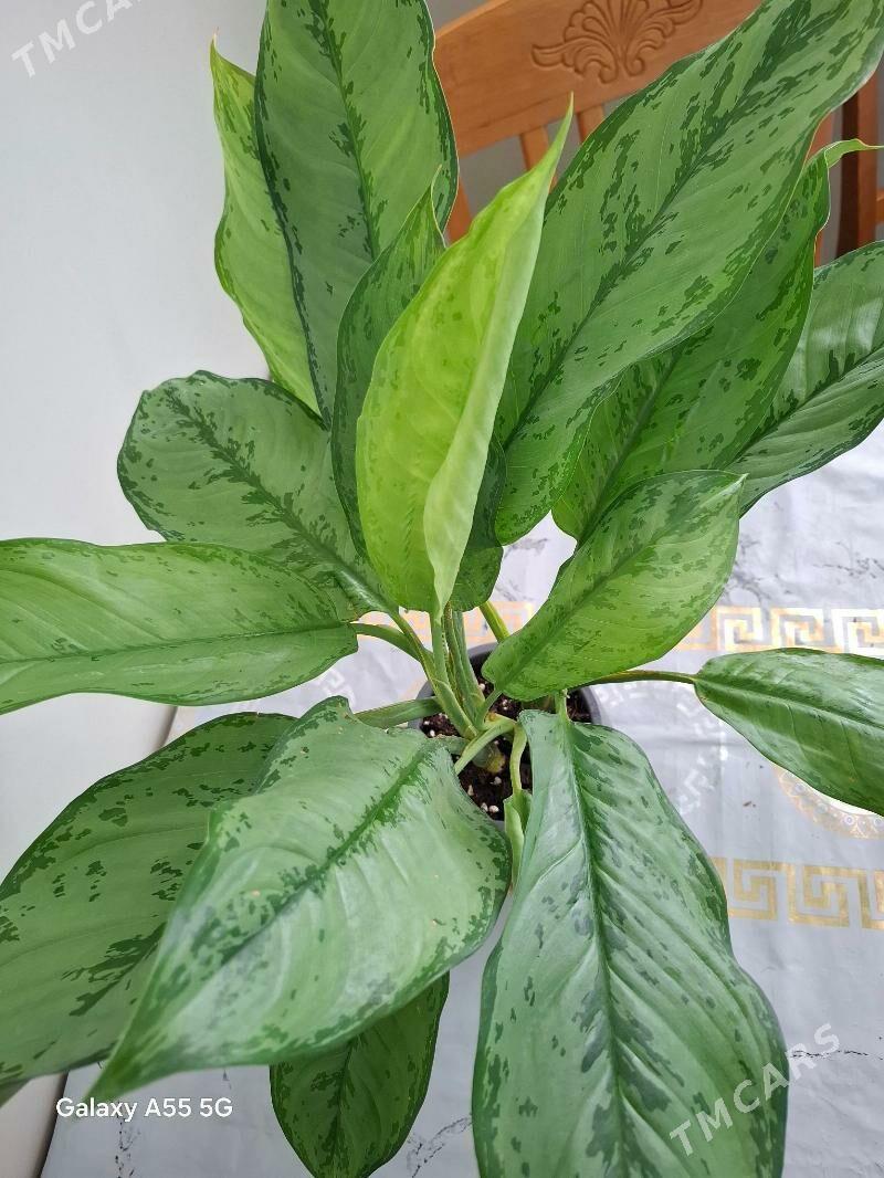 gul комнатные растения - Мир 2 - img 2