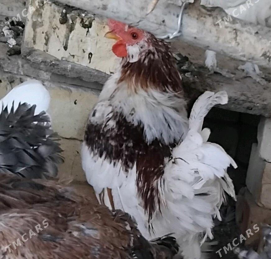 towuk - Mary - img 1