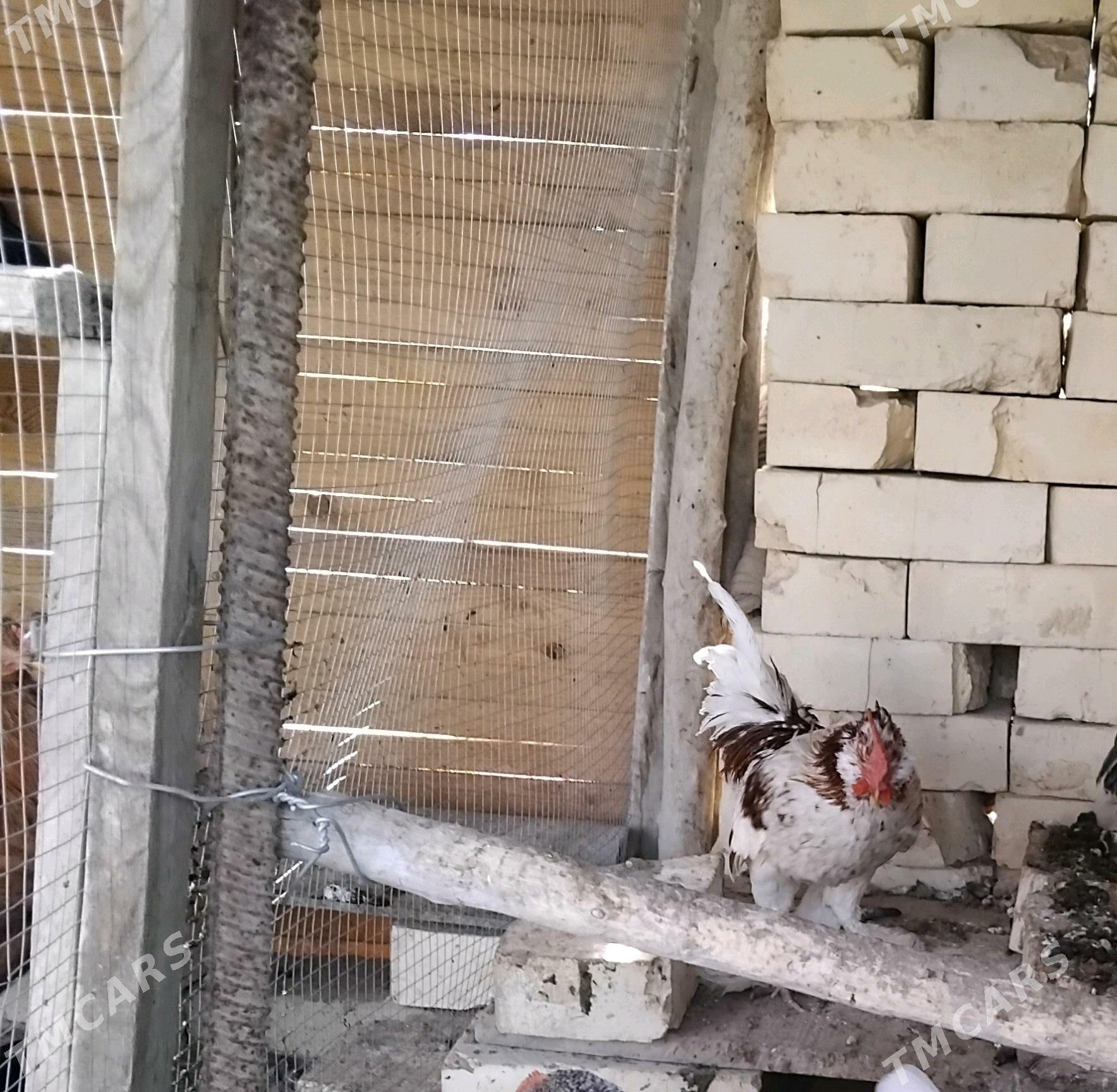 towuk - Mary - img 2