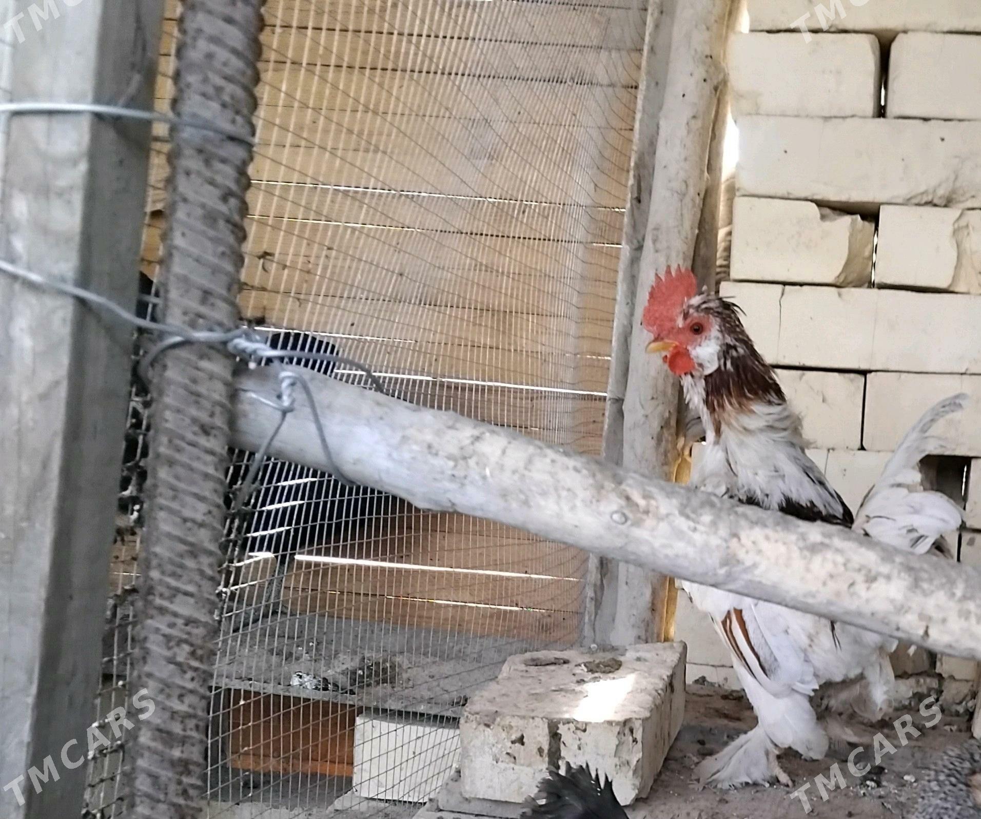 towuk - Mary - img 3