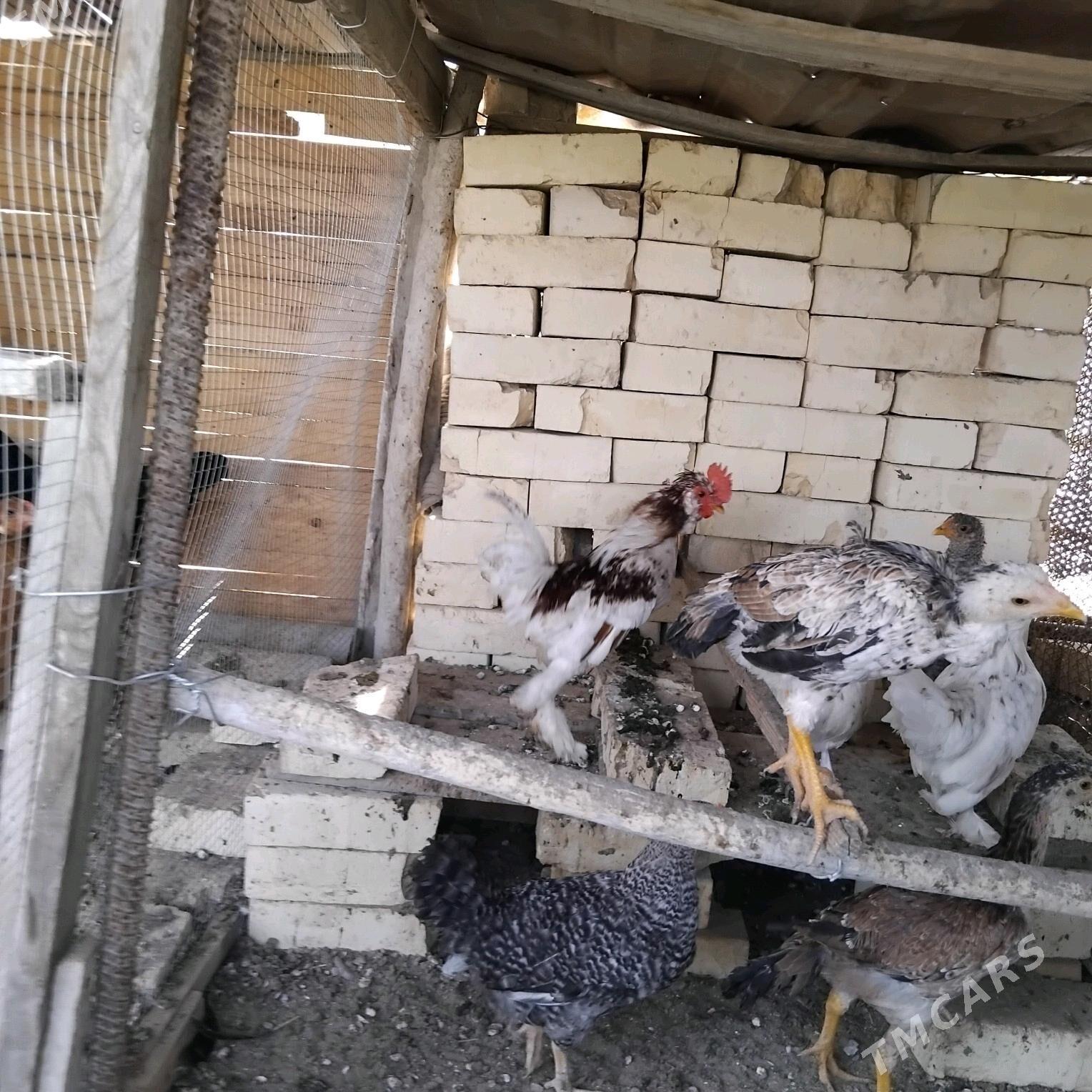 towuk - Mary - img 4