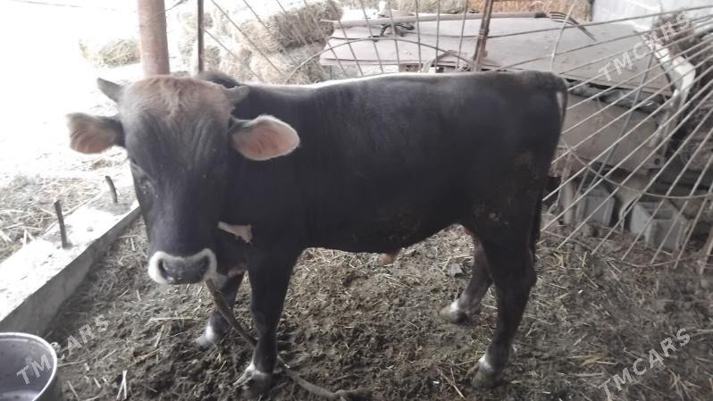 OKÜZ - Бахарден - img 1