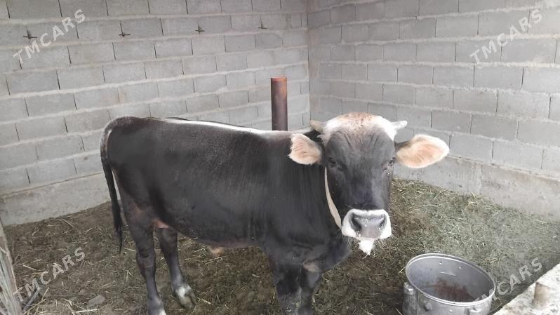 OKÜZ - Бахарден - img 2