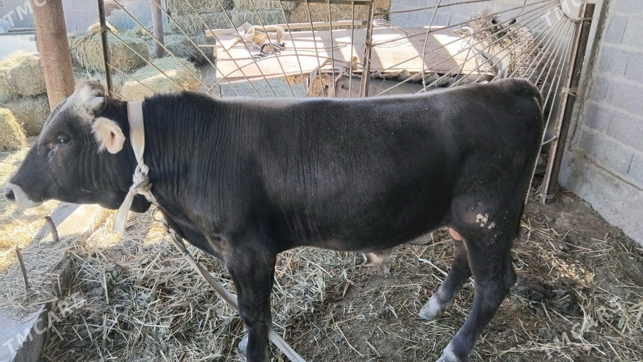 OKÜZ - Бахарден - img 3