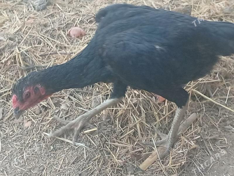 Taşkent horaz - Saýat - img 3