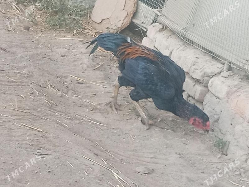 Taşkent horaz - Saýat - img 2