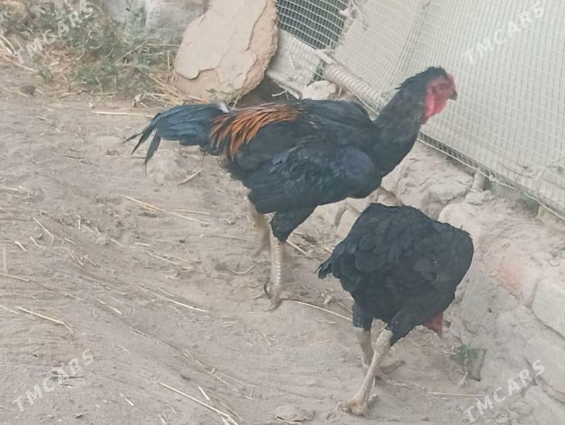 Taşkent horaz - Saýat - img 1