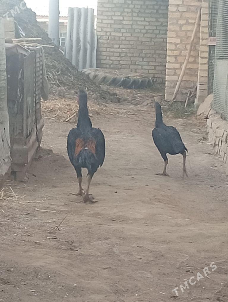 Taşkent horaz - Saýat - img 5