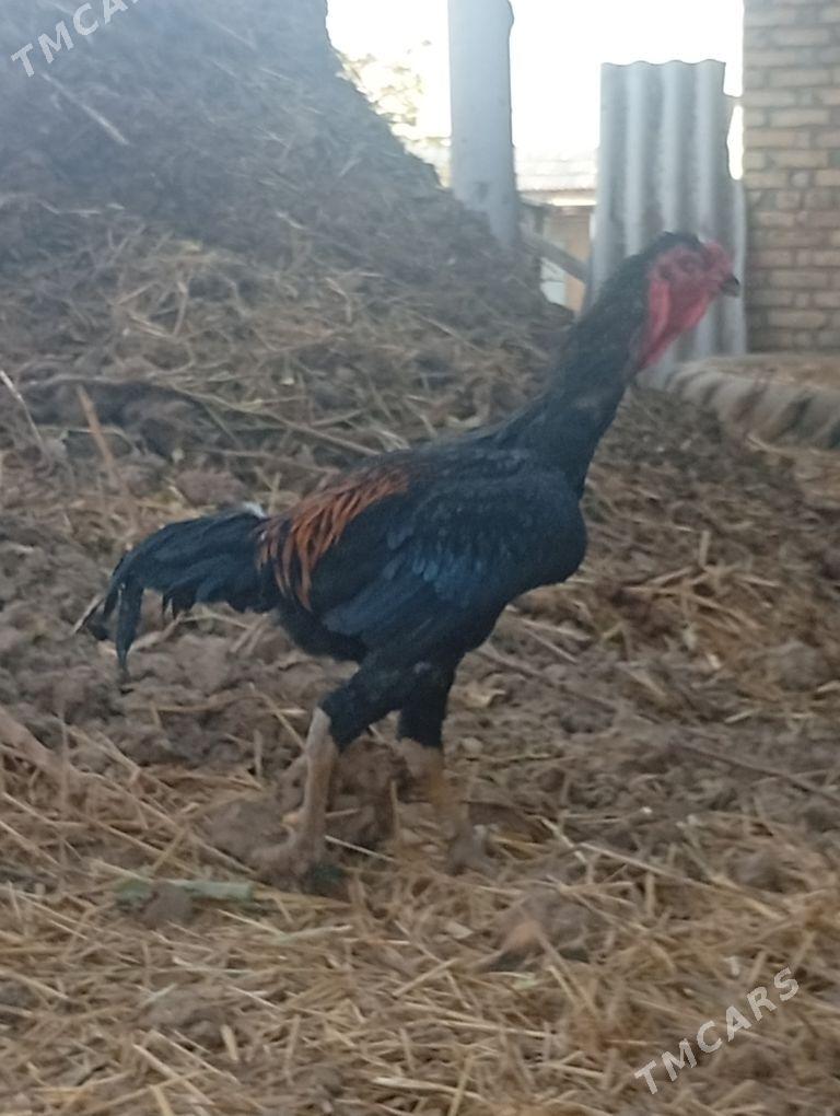 Taşkent horaz - Saýat - img 4