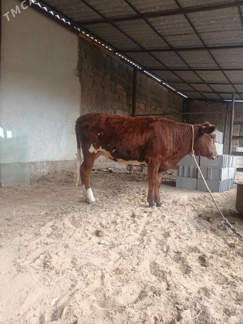 tüwe - Çoganly - img 2