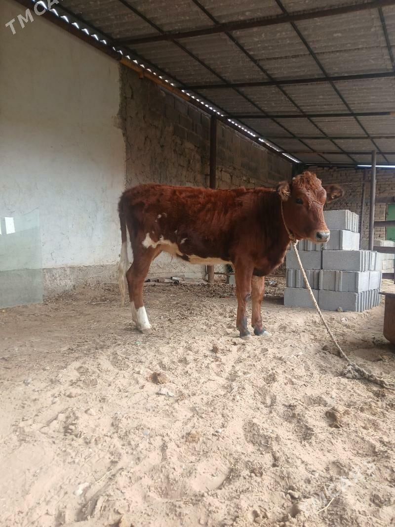 tüwe - Çoganly - img 3