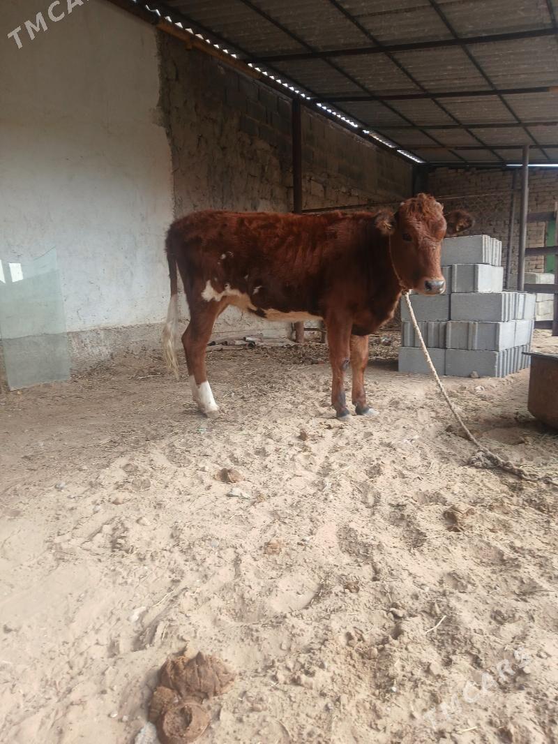 tüwe - Çoganly - img 5