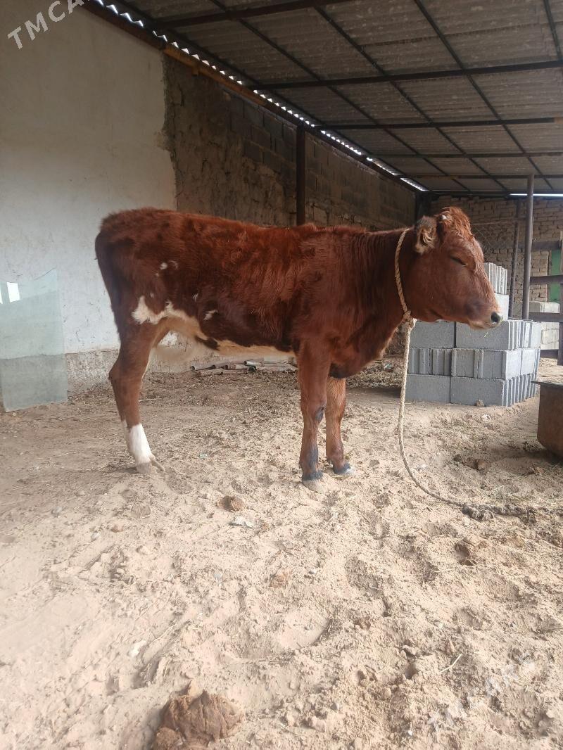 tüwe - Çoganly - img 4