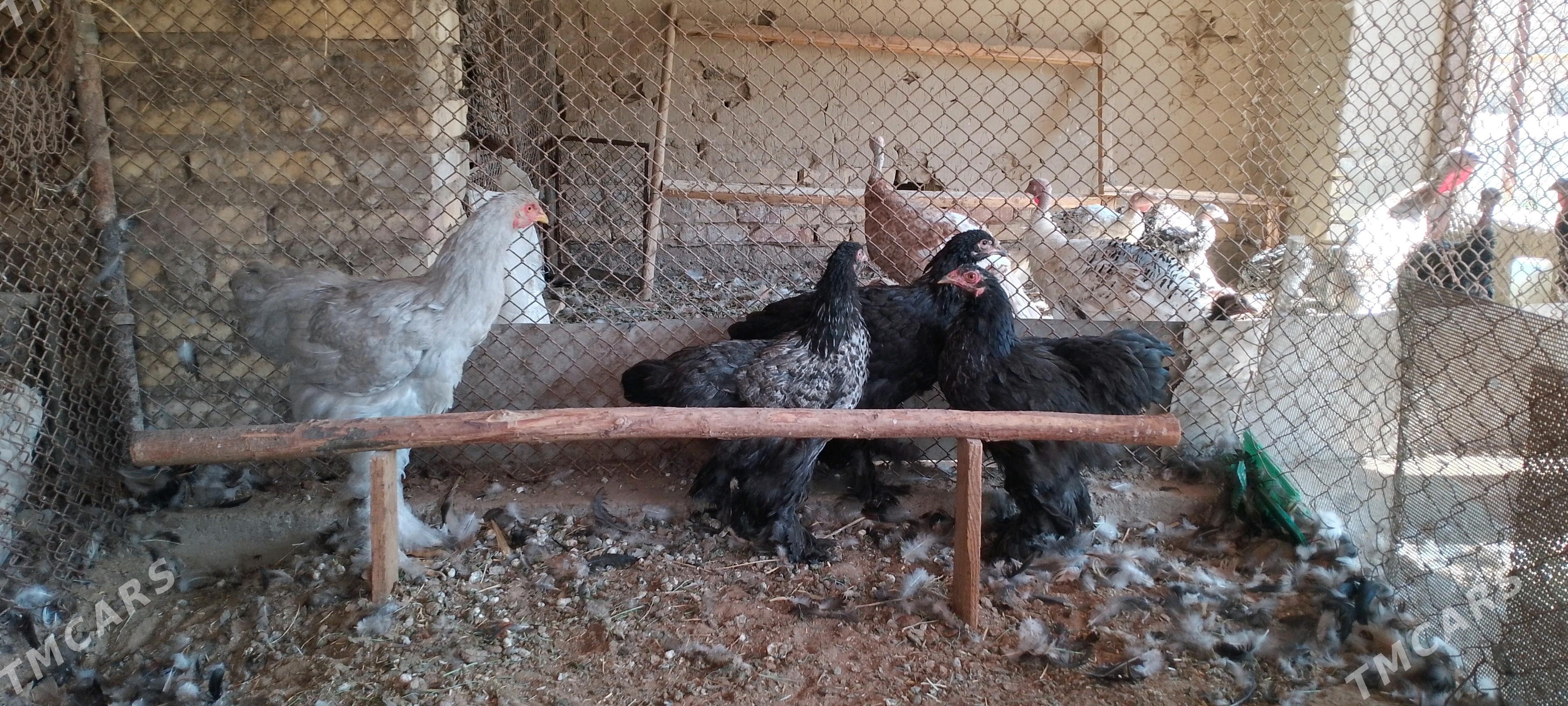 Brama - Sakarçäge - img 1