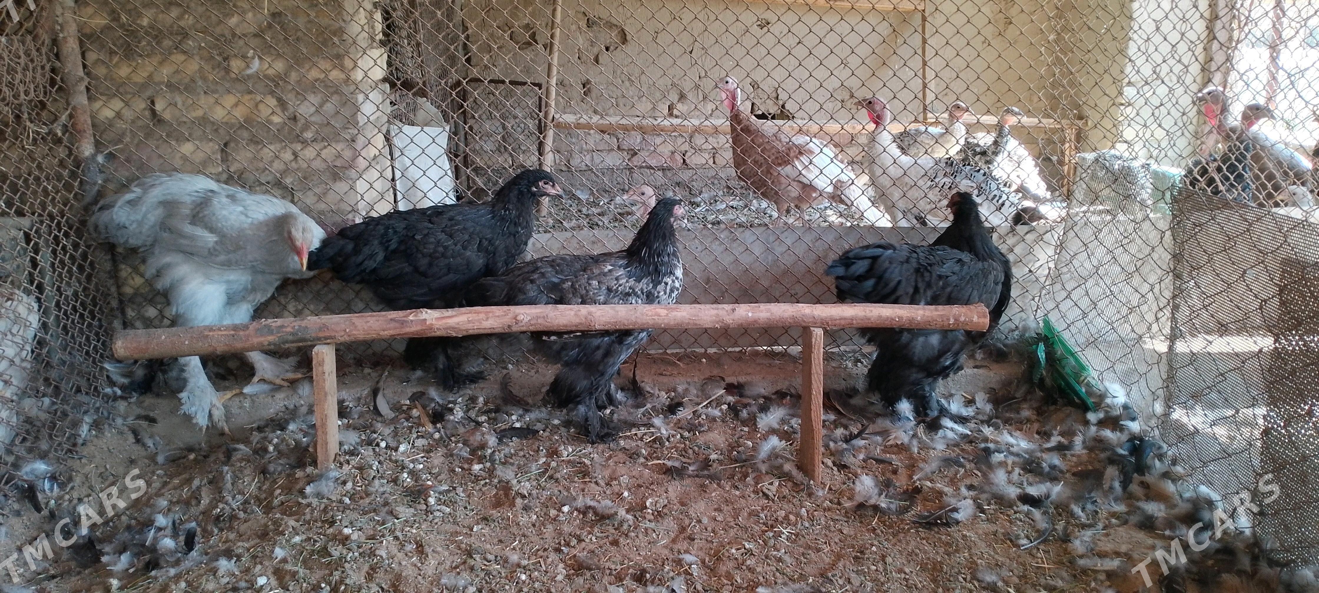 Brama - Sakarçäge - img 3