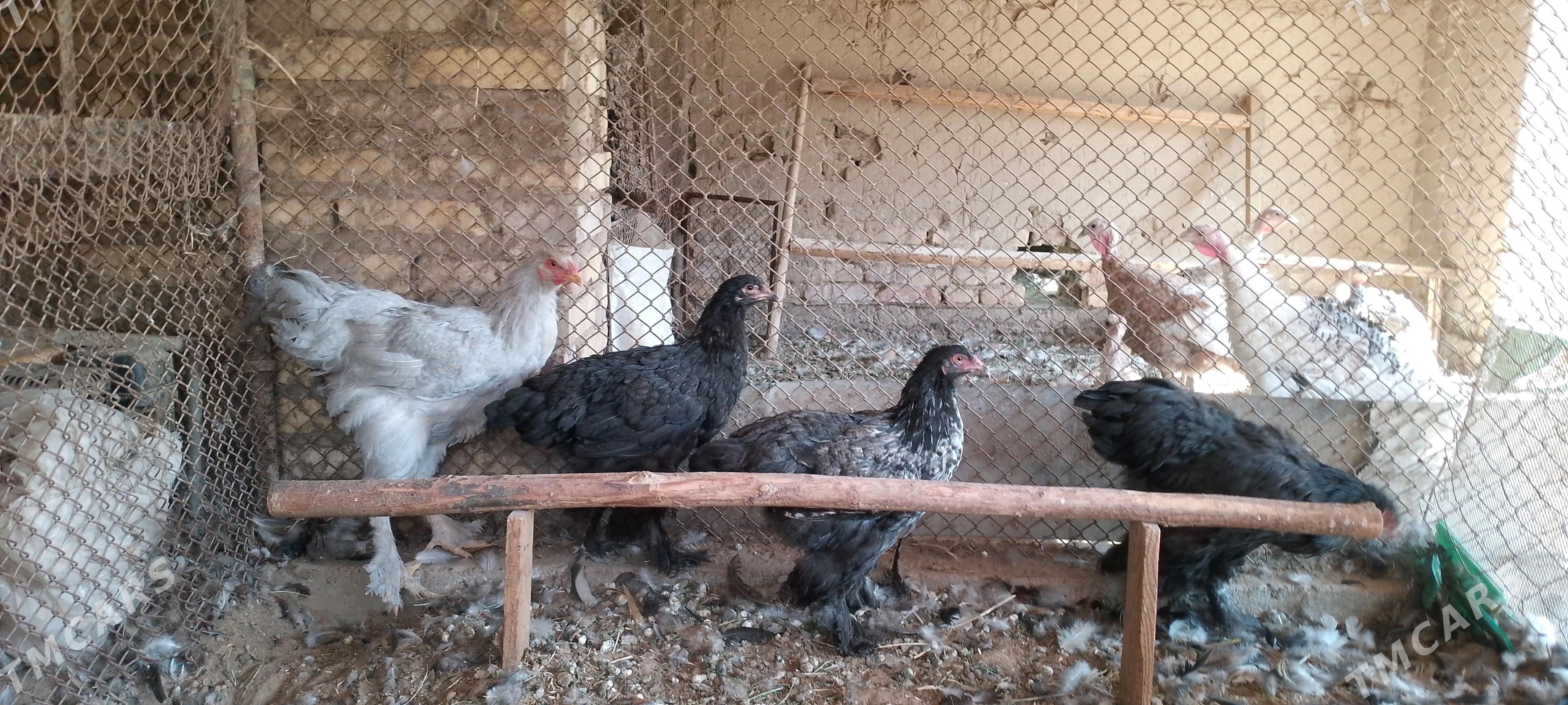 Brama - Sakarçäge - img 2