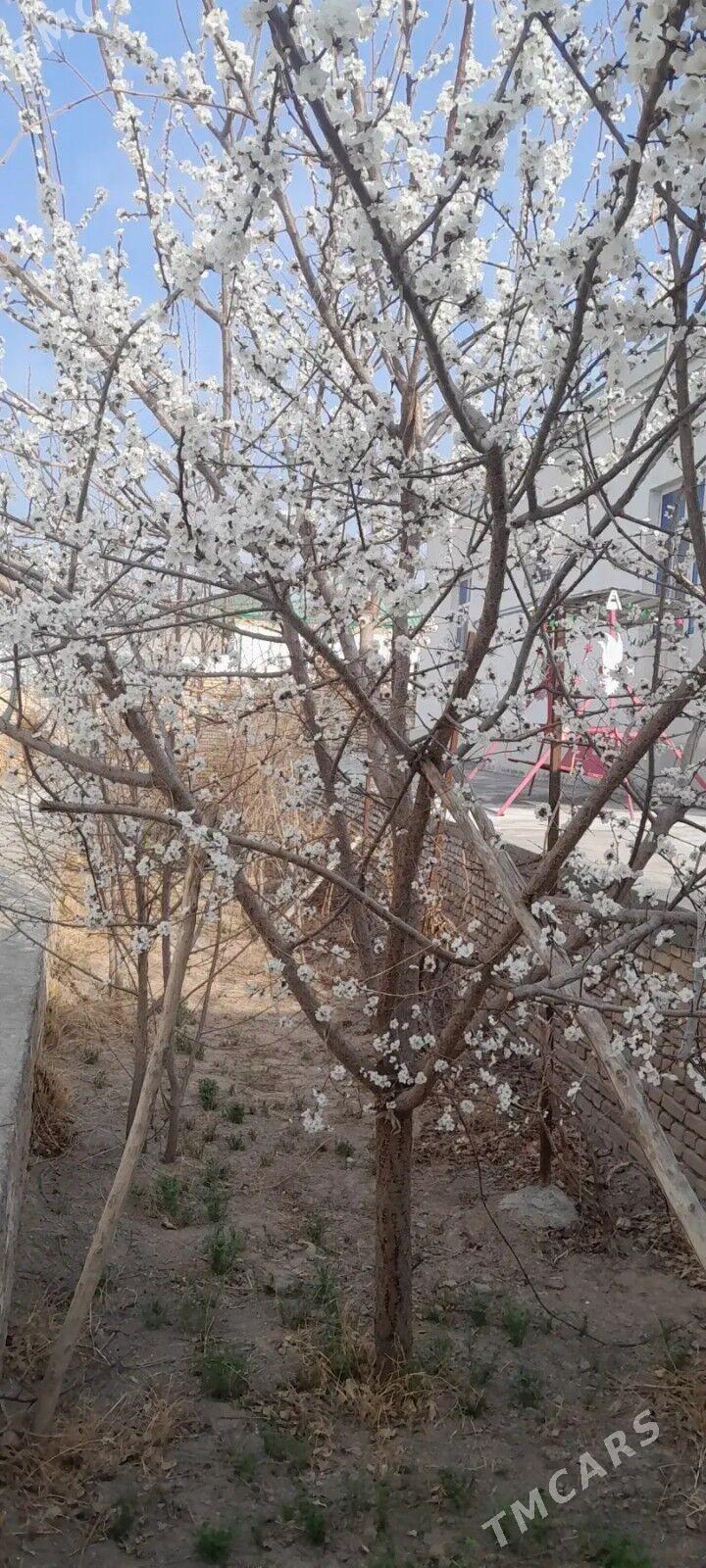 iki komnat howly jay - Görogly (Tagta) - img 7