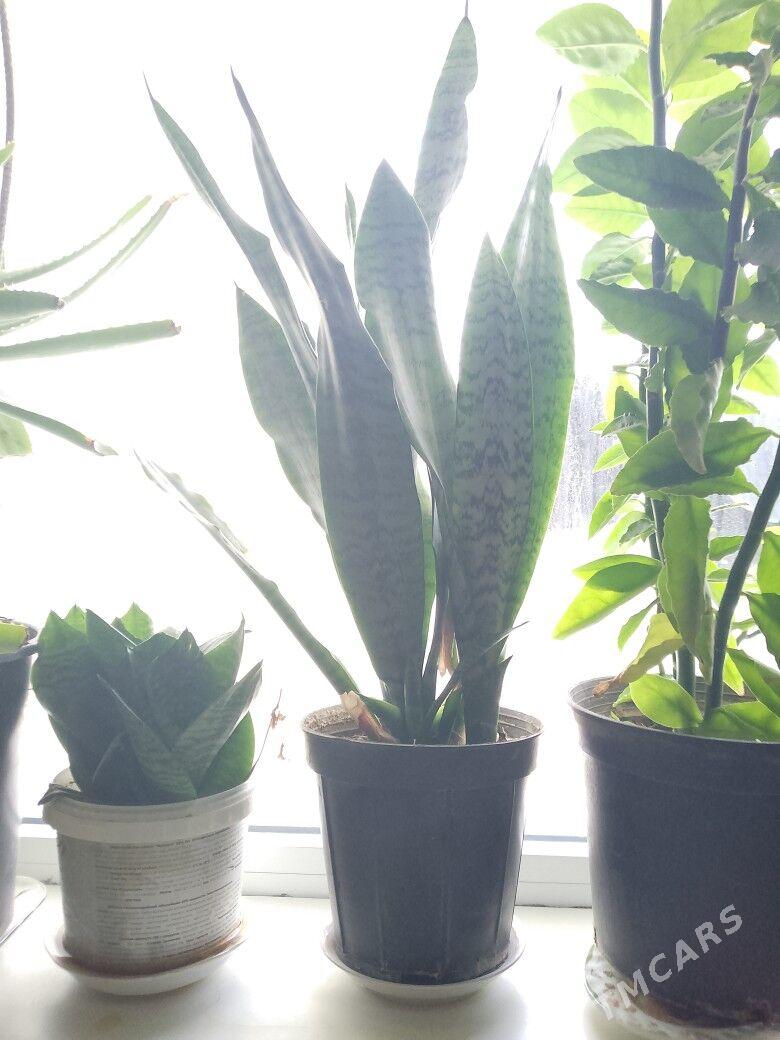 guller - Türkmenbaşy - img 3