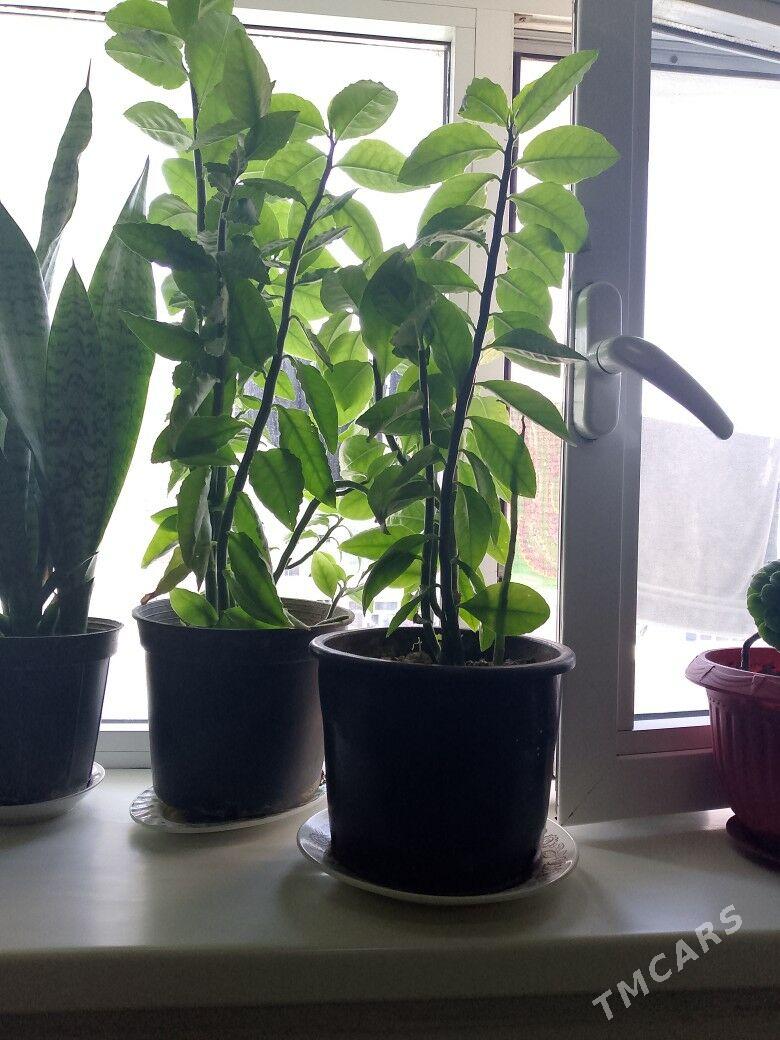 guller - Türkmenbaşy - img 1