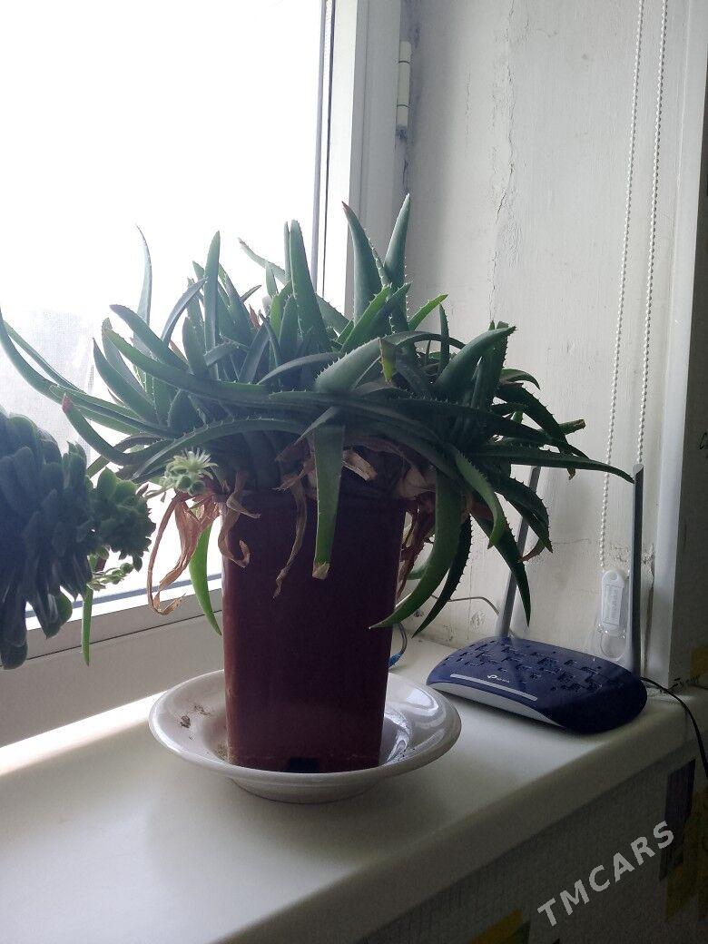 guller - Türkmenbaşy - img 5