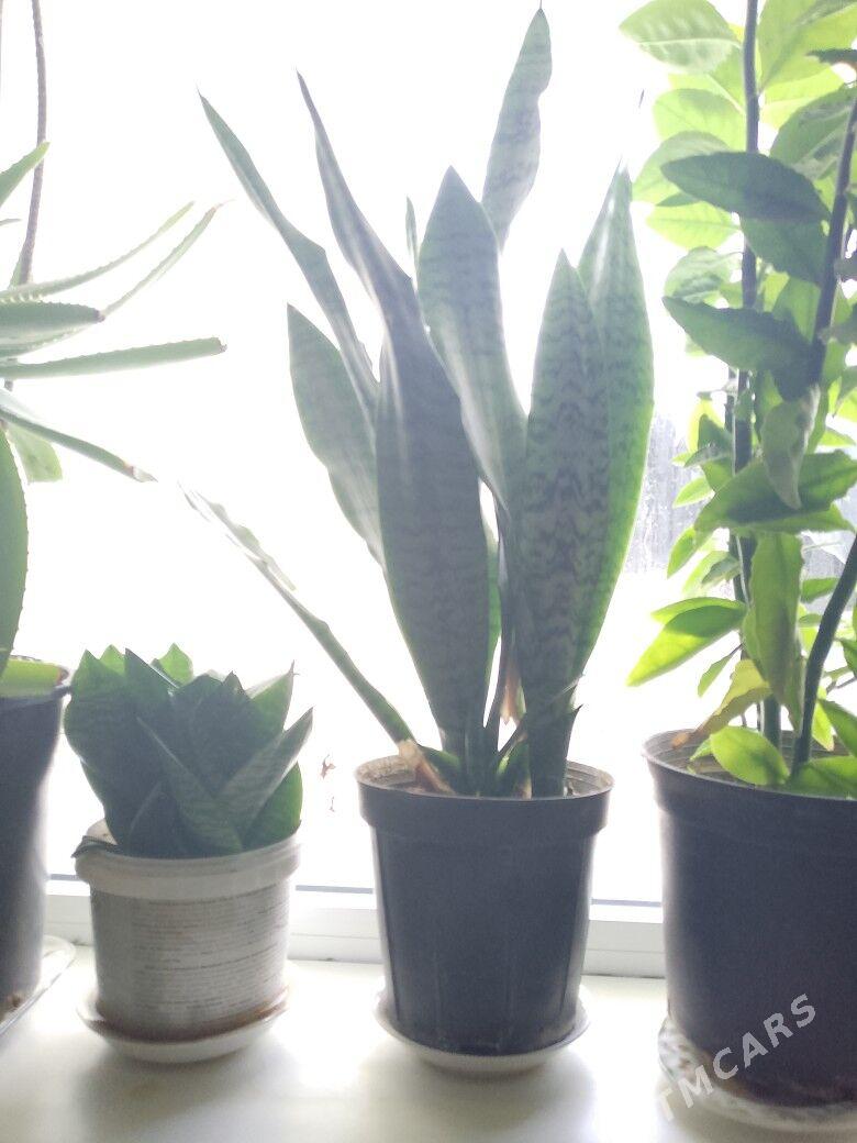 guller - Türkmenbaşy - img 2