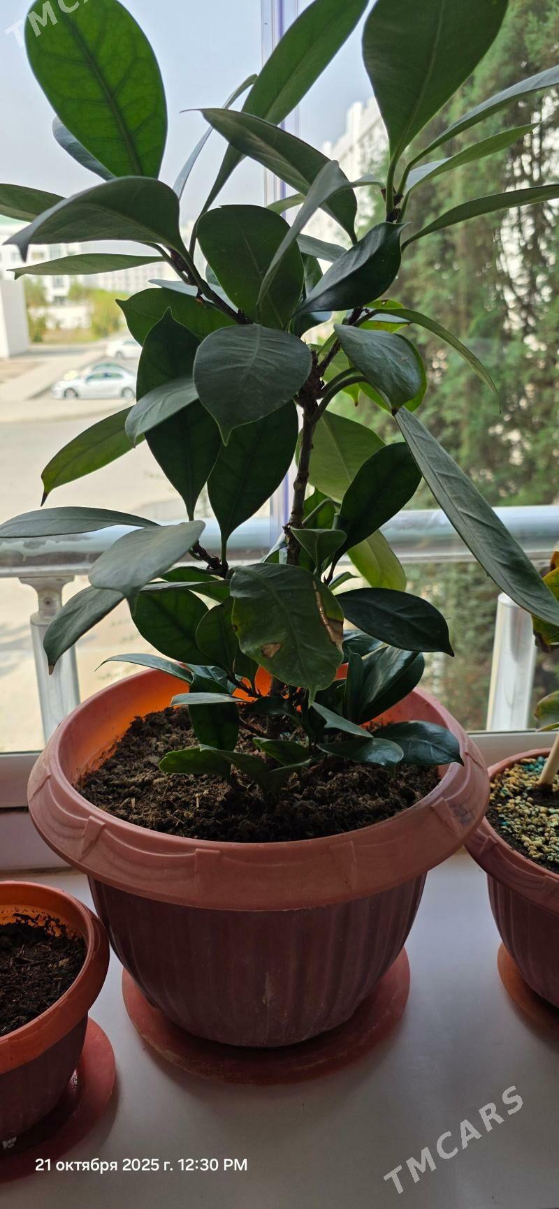 oy guleri - Gurtly - img 4