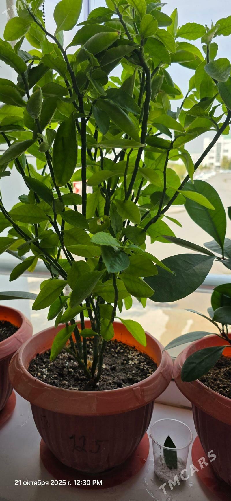 oy guleri - Gurtly - img 5