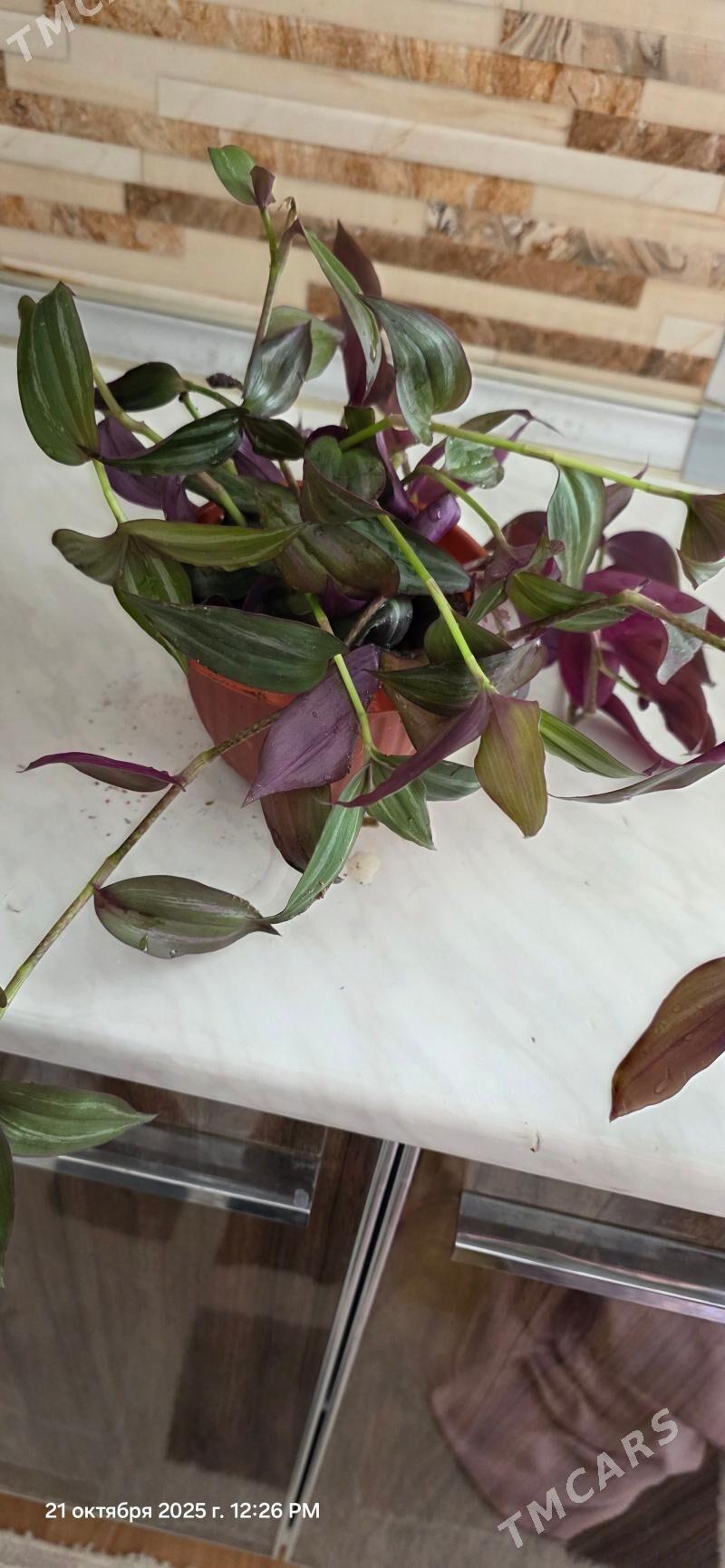 oy guleri - Gurtly - img 3