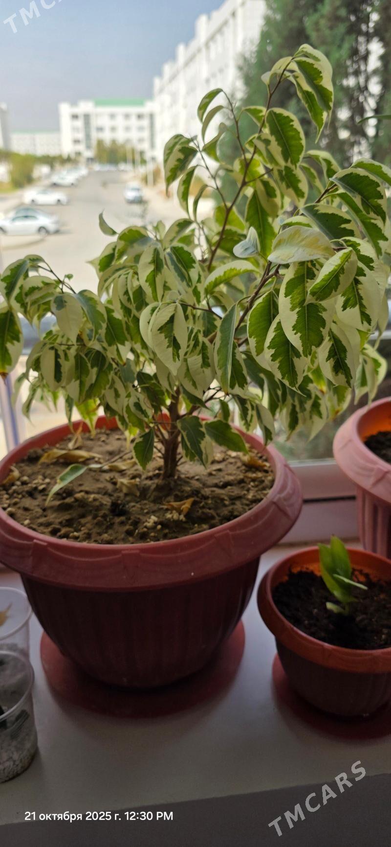 oy guleri - Gurtly - img 6