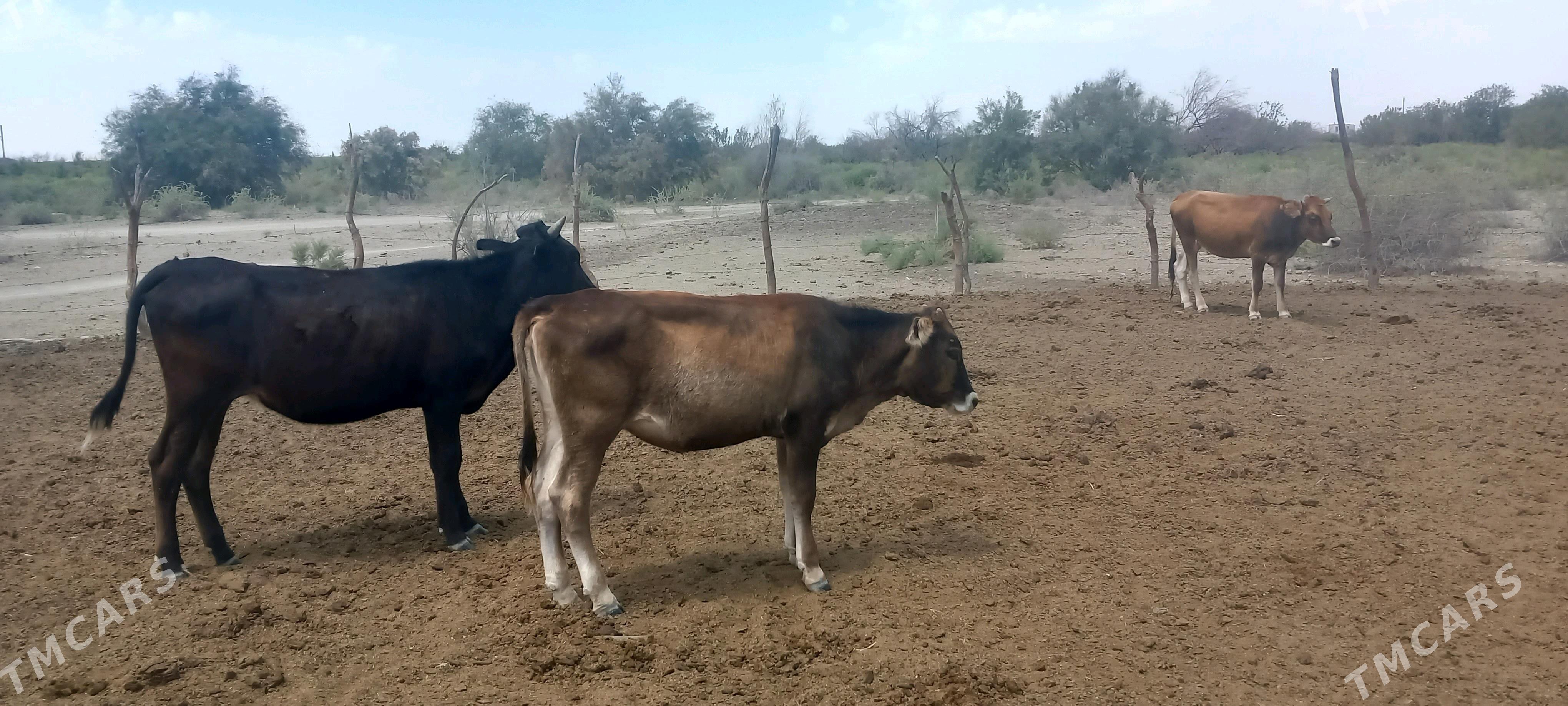 tüwe - Гызыларбат - img 2