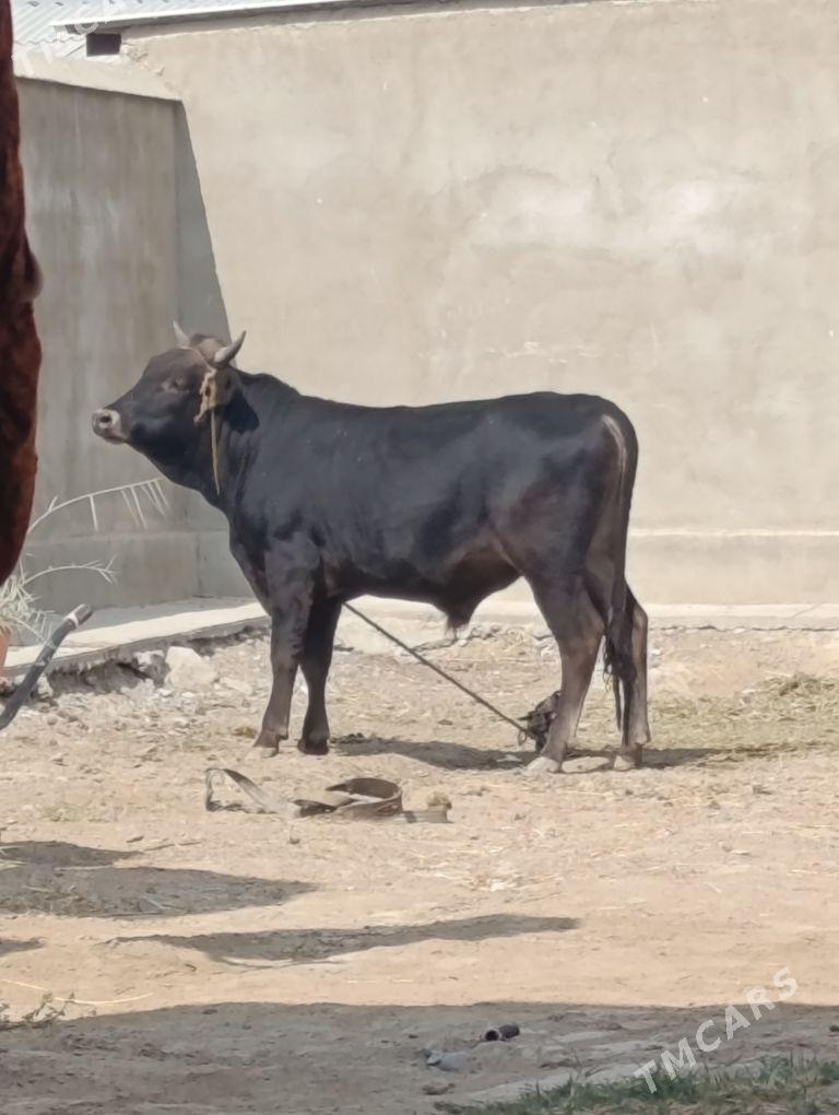 Öküz - Ýaşlyk - img 4