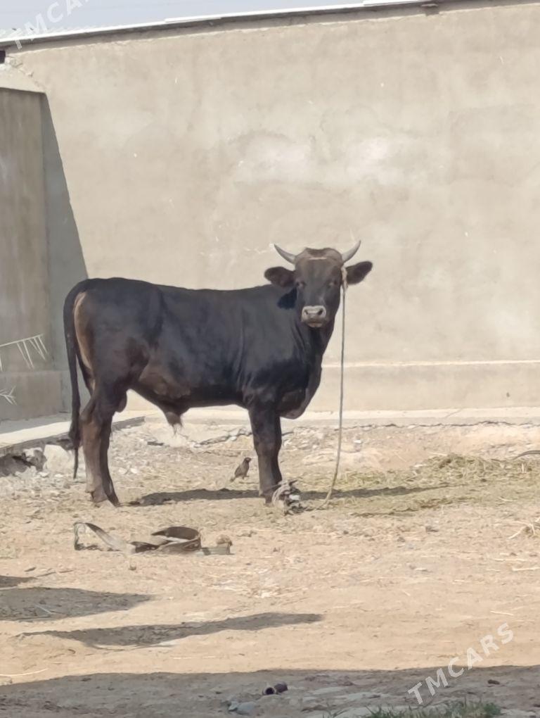 Öküz - Ýaşlyk - img 3