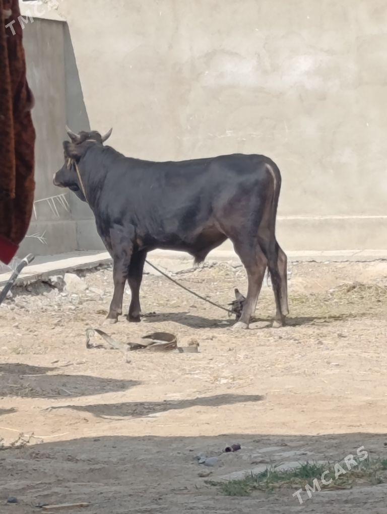 Öküz - Ýaşlyk - img 1