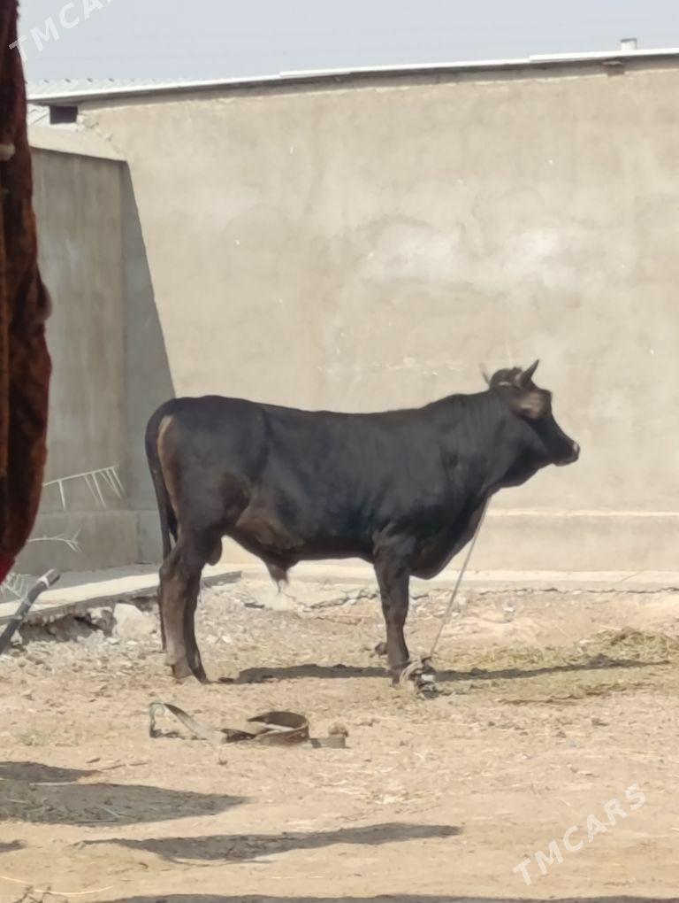 Öküz - Ýaşlyk - img 2