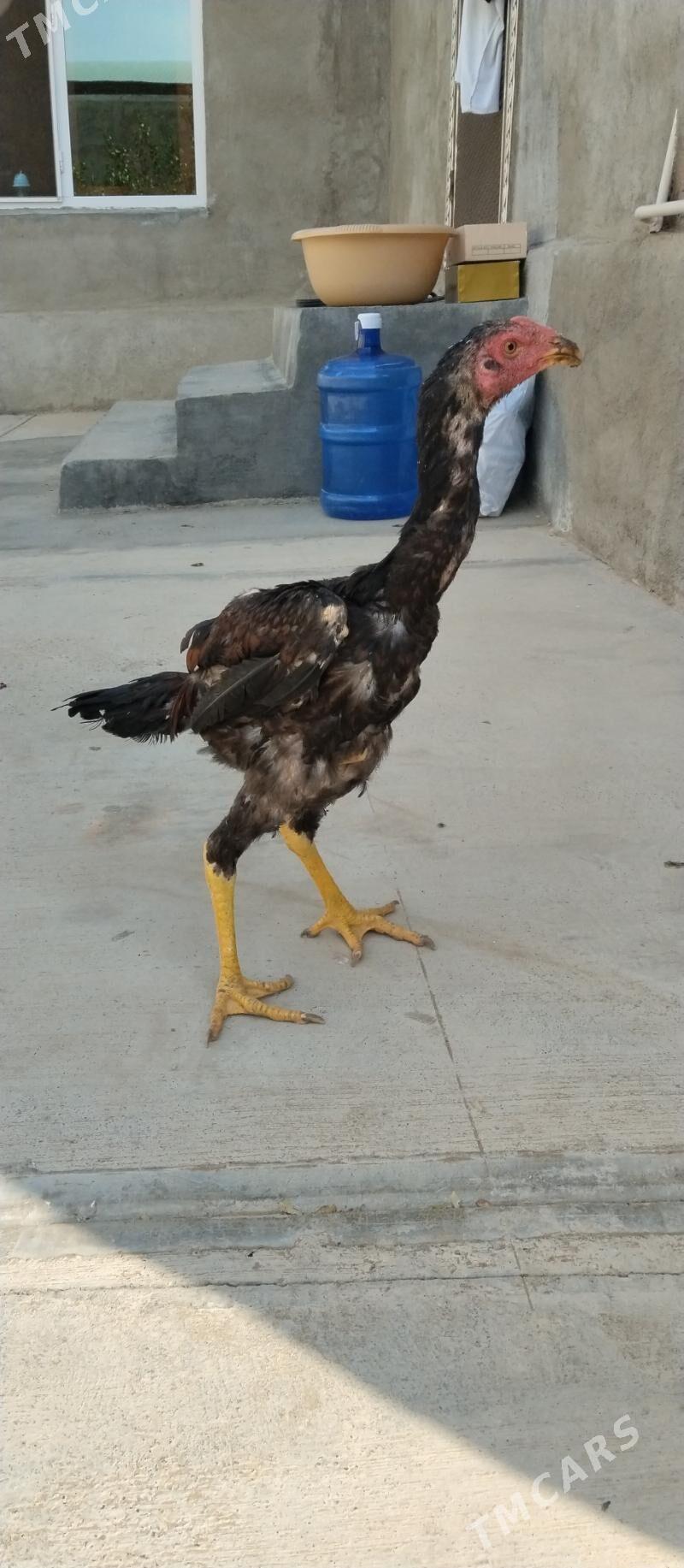 Taşkent - Aşgabat - img 1